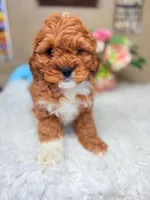 Cavapoo F1 Charlie AKC, a male Cavapoo for sale in Pensacola, FL – Photo 2 of 3