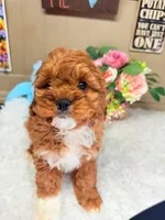 Cavapoo F1 Charlie AKC, a male Cavapoo for sale in Pensacola, FL – Photo 3 of 3