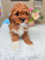 Cavapoo F1 Charlie AKC, a male Cavapoo for sale in Pensacola, FL – Photo 1 of 3