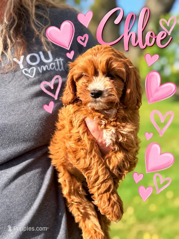 Chloe Cavapoo F1 Ruby we deliver – Cavapoo, Poodle - Toy  puppy for sale in Pensacola, FL