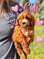 Chloe Cavapoo F1 Ruby we deliver, a female Cavapoo and Poodle - Toy  for sale in Pensacola, FL – 1 of 1