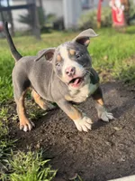 Tito, a male American Bully for sale in Bakersfield, CA – Photo 1 of 10
