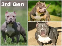 Tito, a male American Bully for sale in Bakersfield, CA – Photo 9 of 10
