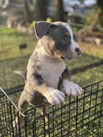 Tito, a male American Bully for sale in Bakersfield, CA – Photo 4 of 10