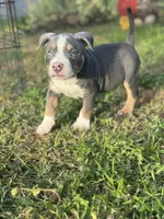 Tito, a male American Bully for sale in Bakersfield, CA – Photo 2 of 10