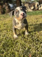 Tito, a male American Bully for sale in Bakersfield, CA – Photo 6 of 10