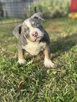 Tito, a male American Bully for sale in Bakersfield, CA – Photo 3 of 10