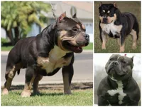 Tito, a male American Bully for sale in Bakersfield, CA – Photo 10 of 10