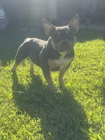 Mia , a female American Bully for sale in Bakersfield, CA – 3 of 9