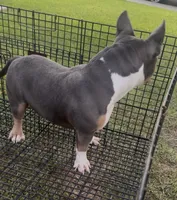 Mia, a female American Bully for sale in Bakersfield, CA – 3 of 9