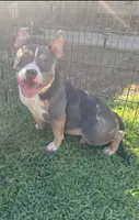 Ava , a female American Bully for sale in Bakersfield, CA – 3 of 8
