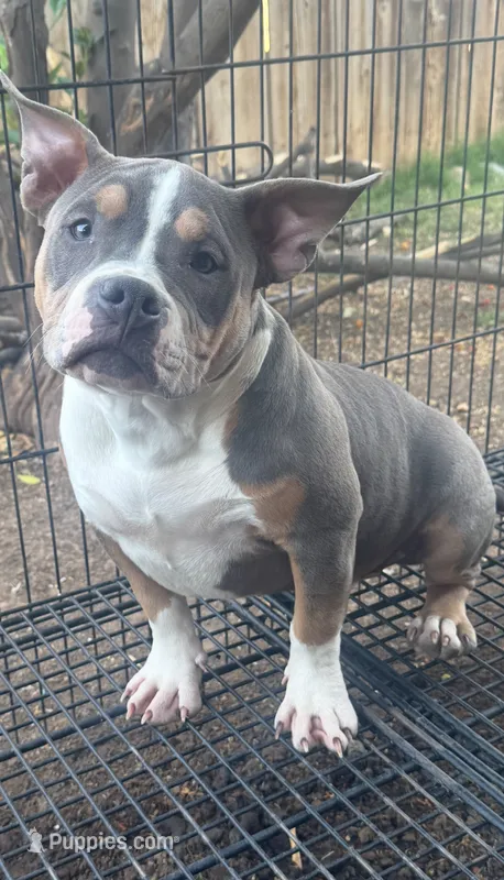 Mia  – American Bully puppy for sale in Bakersfield, CA