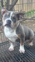 Mia , a female American Bully for sale in Bakersfield, CA – 1 of 4