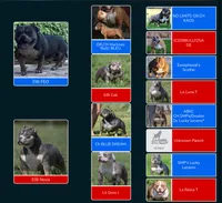 Mia, a female American Bully for sale in Bakersfield, CA – 9 of 9