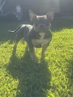 Mia , a female American Bully for sale in Bakersfield, CA – 2 of 9