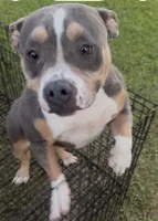 Mia , a female American Bully for sale in Bakersfield, CA – 3 of 4