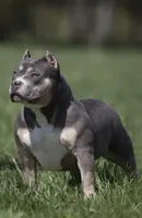 Mia , a female American Bully for sale in Bakersfield, CA – 8 of 9