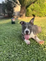 Cali , a female American Bully for sale in Bakersfield, CA – Photo 4 of 10
