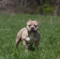 Cali , a female American Bully for sale in Bakersfield, CA – Photo 6 of 10