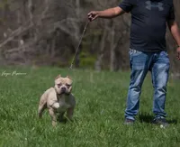 Cali , a female American Bully for sale in Bakersfield, CA – Photo 7 of 10