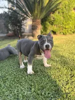Cali , a female American Bully for sale in Bakersfield, CA – Photo 3 of 10