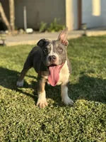 Cali , a female American Bully for sale in Bakersfield, CA – Photo 2 of 10