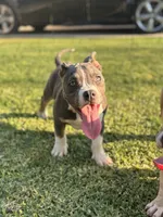 Cali , a female American Bully for sale in Bakersfield, CA – Photo 5 of 10