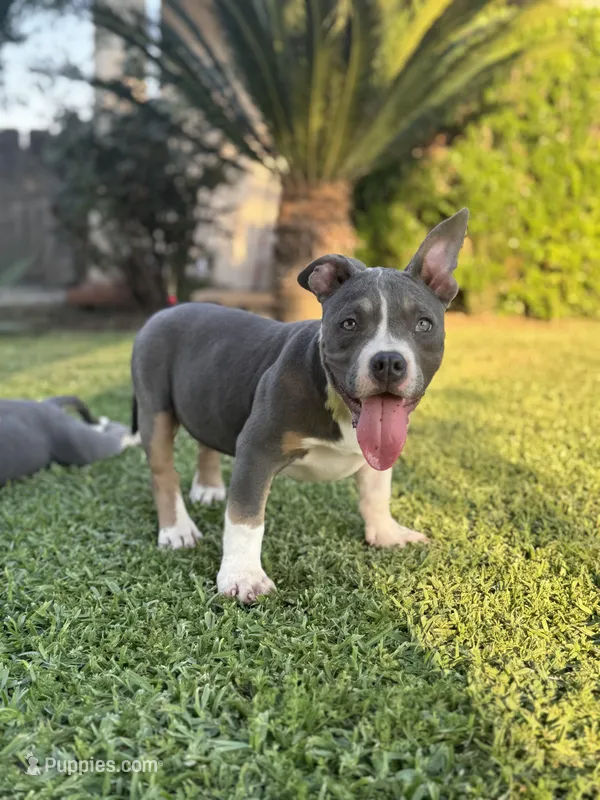 Cali  – American Bully puppy for sale in Bakersfield, CA