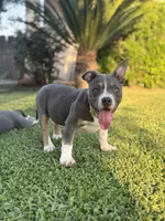 Cali , a female American Bully for sale in Bakersfield, CA – Photo 1 of 10