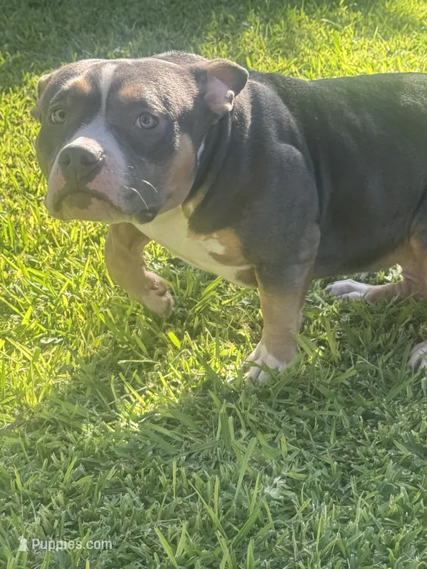Ava  – American Bully puppy for sale in Bakersfield, CA
