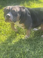 Ava , a female American Bully for sale in Bakersfield, CA – 1 of 8