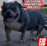 Mia , a female American Bully for sale in Bakersfield, CA – 9 of 9