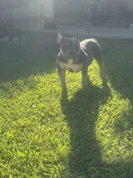 Mia , a female American Bully for sale in Bakersfield, CA – 5 of 9
