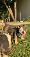 Luna , a female American Bully for sale in Bakersfield, CA – Photo 4 of 10