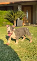 Luna , a female American Bully for sale in Bakersfield, CA – Photo 2 of 10