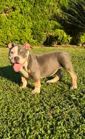 Luna , a female American Bully for sale in Bakersfield, CA – Photo 5 of 10