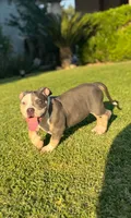 Luna , a female American Bully for sale in Bakersfield, CA – Photo 6 of 10