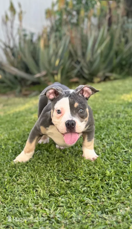 Luna  – American Bully puppy for sale in Bakersfield, CA