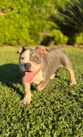 Luna , a female American Bully for sale in Bakersfield, CA – Photo 3 of 10