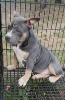 Mia, a female American Bully for sale in Bakersfield, CA – Photo 3 of 7