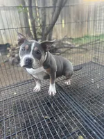Mia, a female American Bully for sale in Bakersfield, CA – Photo 3 of 7
