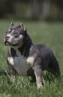 Mia, a female American Bully for sale in Bakersfield, CA – Photo 5 of 7