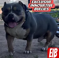 Mia, a female American Bully for sale in Bakersfield, CA – Photo 4 of 7