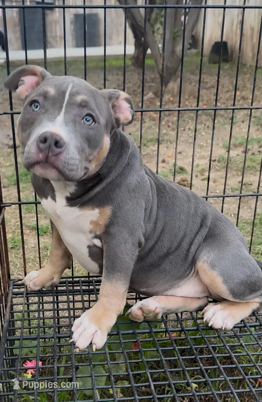 Mia – American Bully puppy for sale in Bakersfield, CA