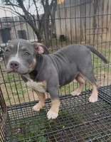 Mia, a female American Bully for sale in Bakersfield, CA – Photo 2 of 7