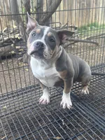 Mia, a female American Bully for sale in Bakersfield, CA – Photo 2 of 7