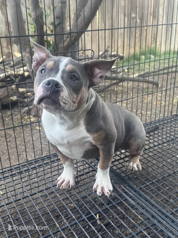 Mia – American Bully puppy for sale in Bakersfield, CA