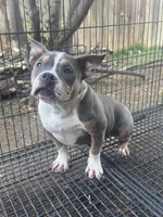 Mia, a female American Bully for sale in Bakersfield, CA – Photo 1 of 7