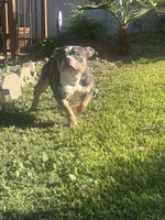 Ava , a female American Bully for sale in Bakersfield, CA – 2 of 8