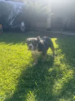 Ava , a female American Bully for sale in Bakersfield, CA – 5 of 8